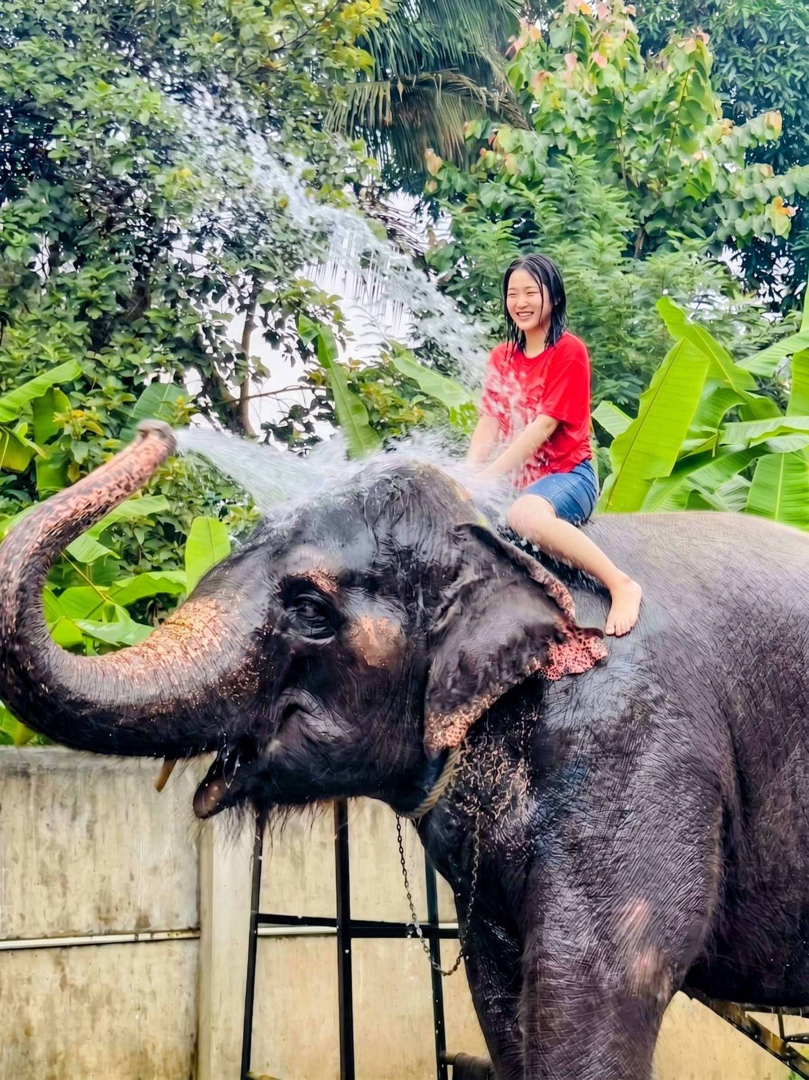Elephant Only Shower